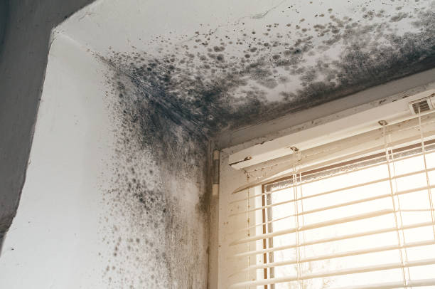 Mold Removal service in Knoxville