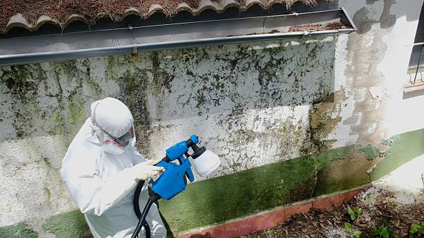 Mold Remediation service in Knoxville, Knoxville, IL